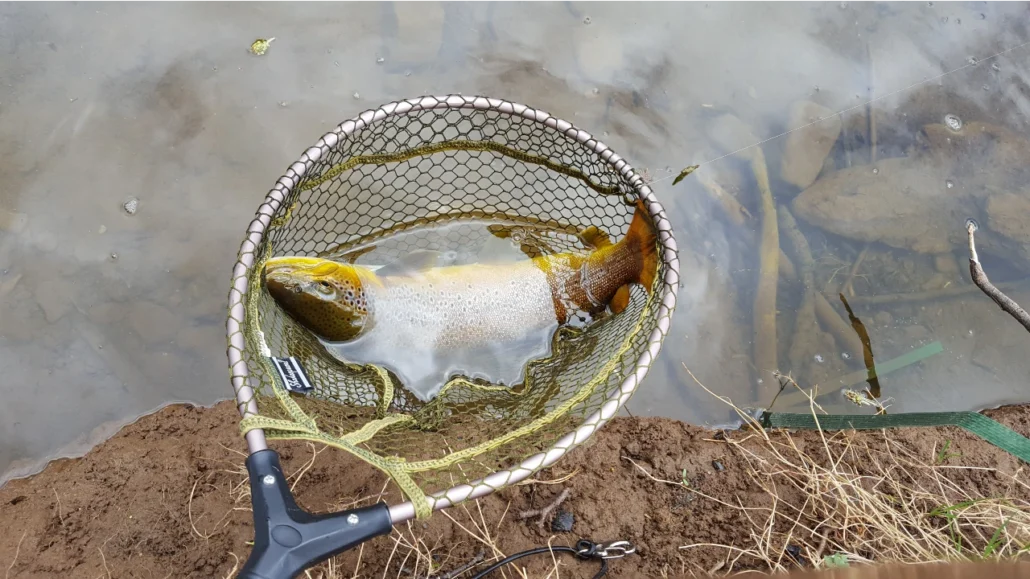 River Eden Trout
