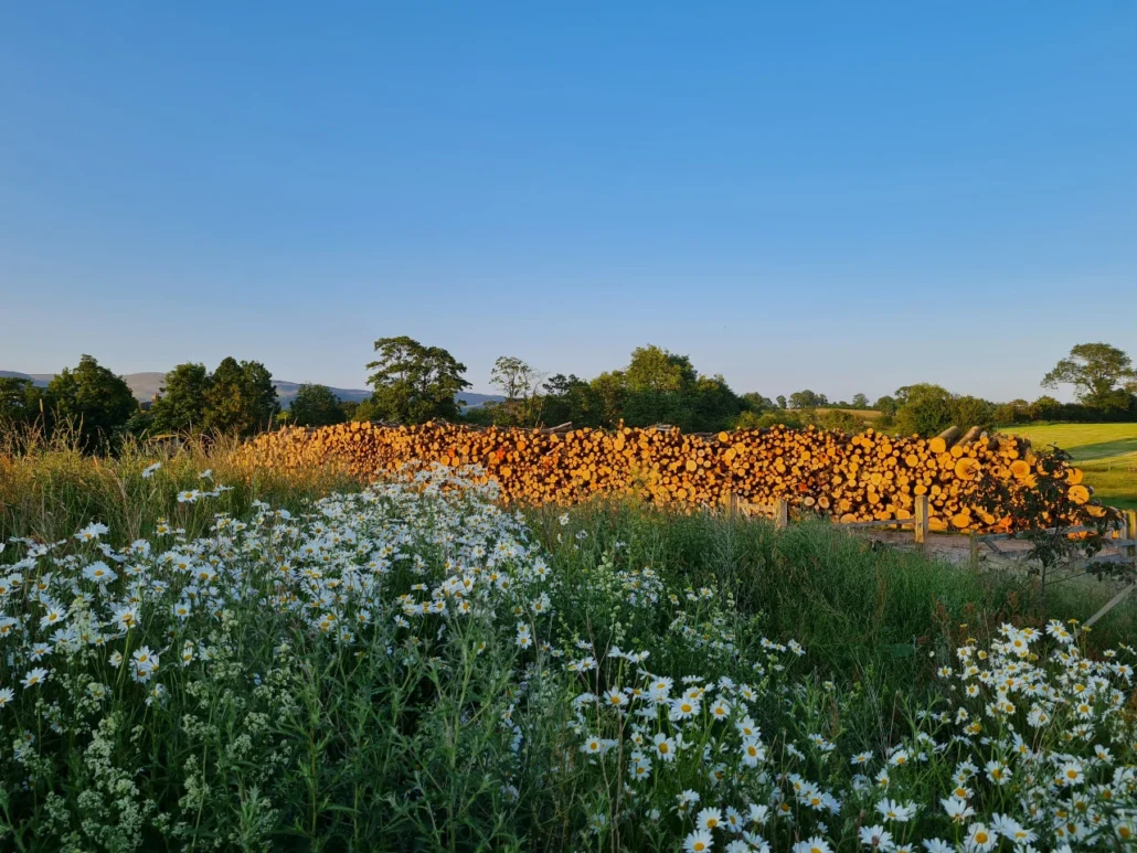 Wildflower Bank and logs